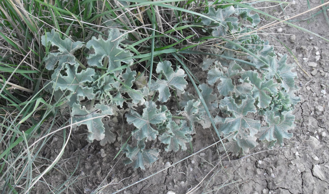 Malva agrigentina